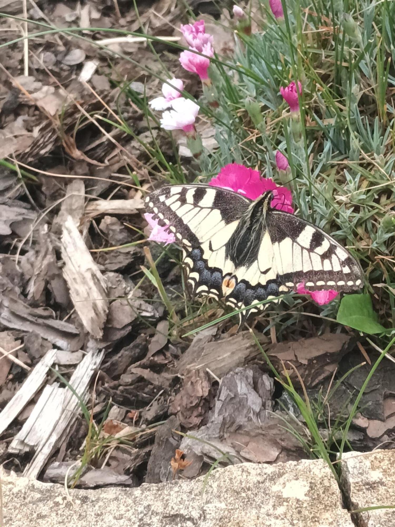 Zarki Villa Jura Pokoje Goscinne מראה חיצוני תמונה